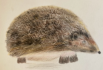 Using Texture (Razia Antria)