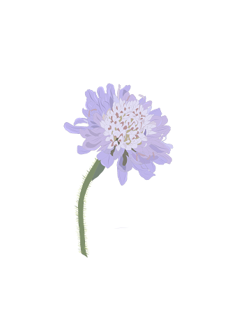 Wildflowers