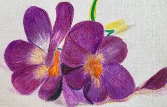 Crocus (Razia Antria)