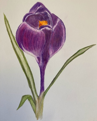 Crocus (Caroline Armitage)