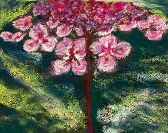 Hydrangea (Satomi McHale)