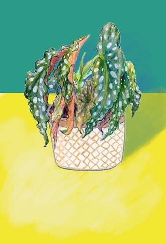 Plant illustration
