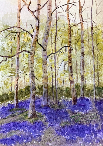 Silver birch and Bluebells (Caroline Armitage)