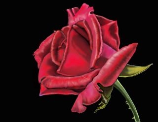 Roses