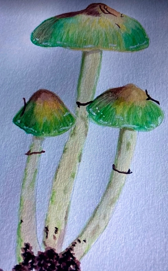 Fungi (Caroline Armitage)
