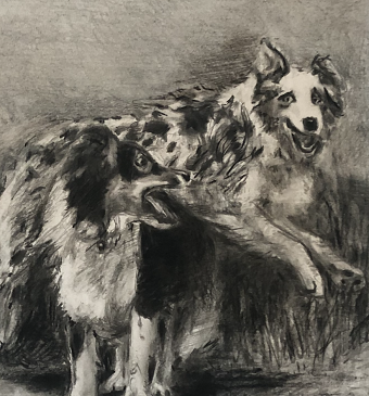 Canine Illustration