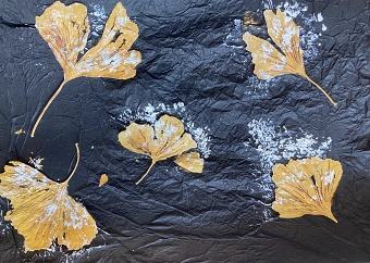 Ginkgo (Ray Muna)
