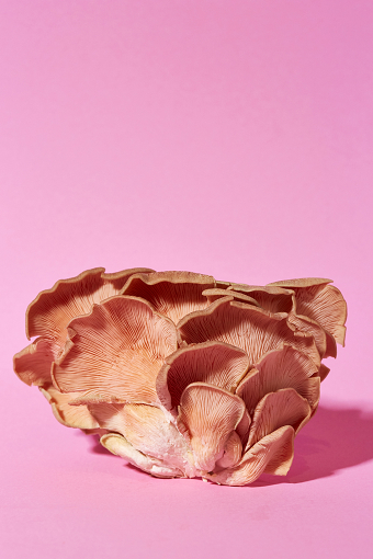 HANNAH SLANEY: Meet the Photographer
