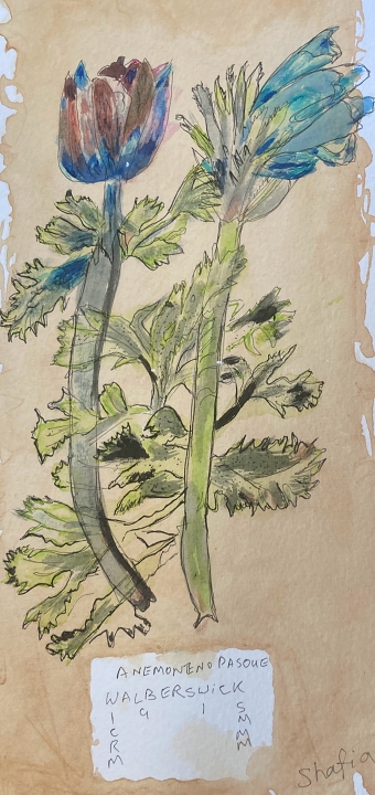 Botanicals (Shafia Syed)