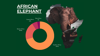 Infographic Designs