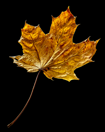 Autumn Hues