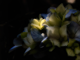 Little Blossom