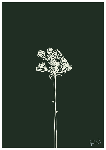FYNBOS Plants indigenous to the Cape of South Africa