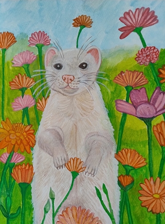 Ferret in Meadow