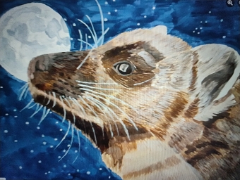 Pine Marten In The Moonlight