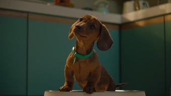 DOG CHOW