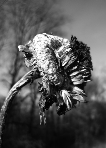 Caducus (Latin) — NFT Collection