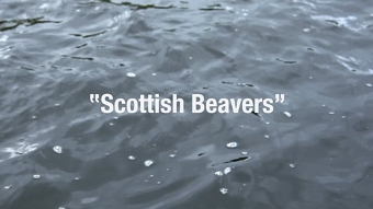 Scottish Beavers