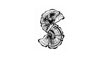 Tree Stump Alphabet | Experimental Typography