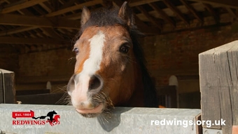 Redwings 2026 - general donations