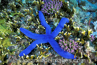 Australia Post — Sea Stars Philatelic Image Licensing