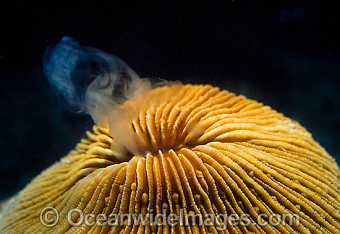 Great Barrier Reef Stock Photography Collection
