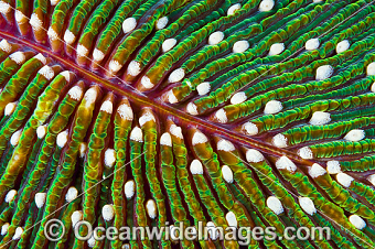 Australian Marine Wildlife Image Library