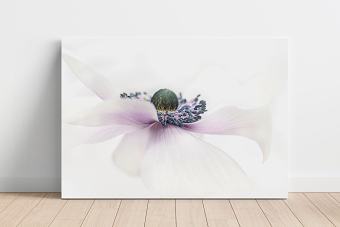 Flower Photography