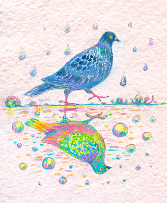 Grey Pigeon & Rainbow Reflection