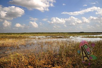 Everglades