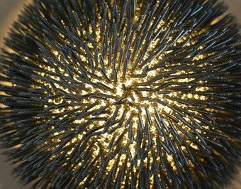Steel Dandelion