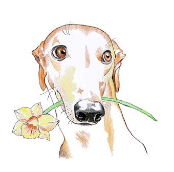 Illustrations