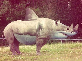 Animal Mashups