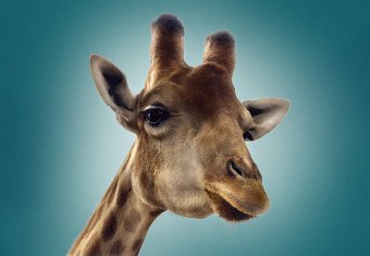 Animal Planet