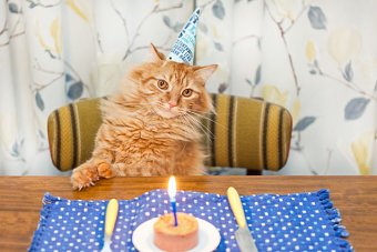 Kitten Birthday Party