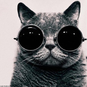 Cool cat glasses