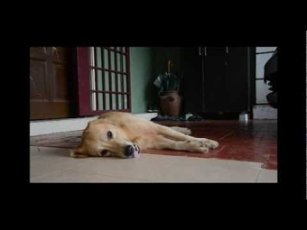 Wagathon Promotional Video