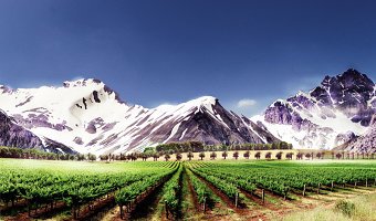 Wine e-commerce