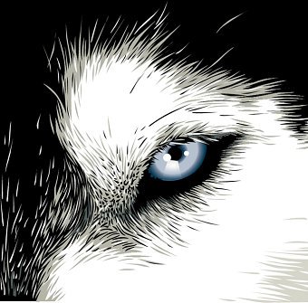 eye