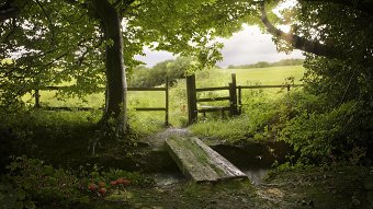 Tawney Common