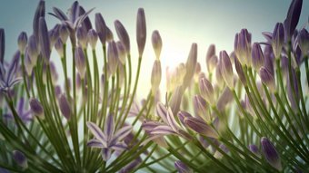 Summer bloom: agapanthus