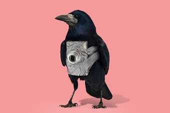 Bramac raven