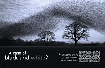 Magazine Design