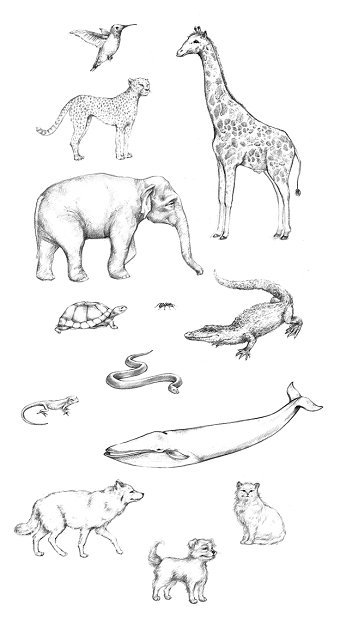 Animal illustrations