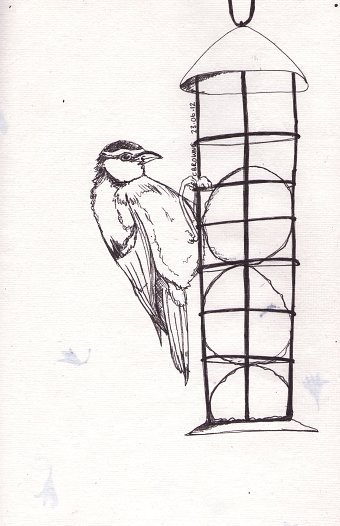 Blue Tit