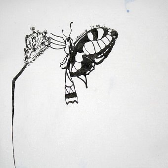 Little French Butterfly <3
