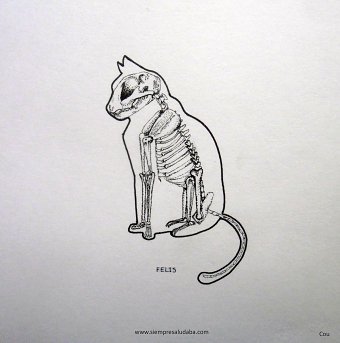 Radiographies
