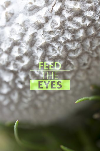Feed the Eyes
