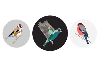 Birds of the UK