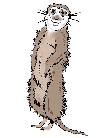 Meerkat manor